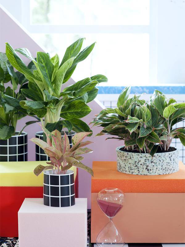 Aglaonema Mooiwatplantendoen.nl - eab9038a-5510-421e-a646-48a57ce3ea9d