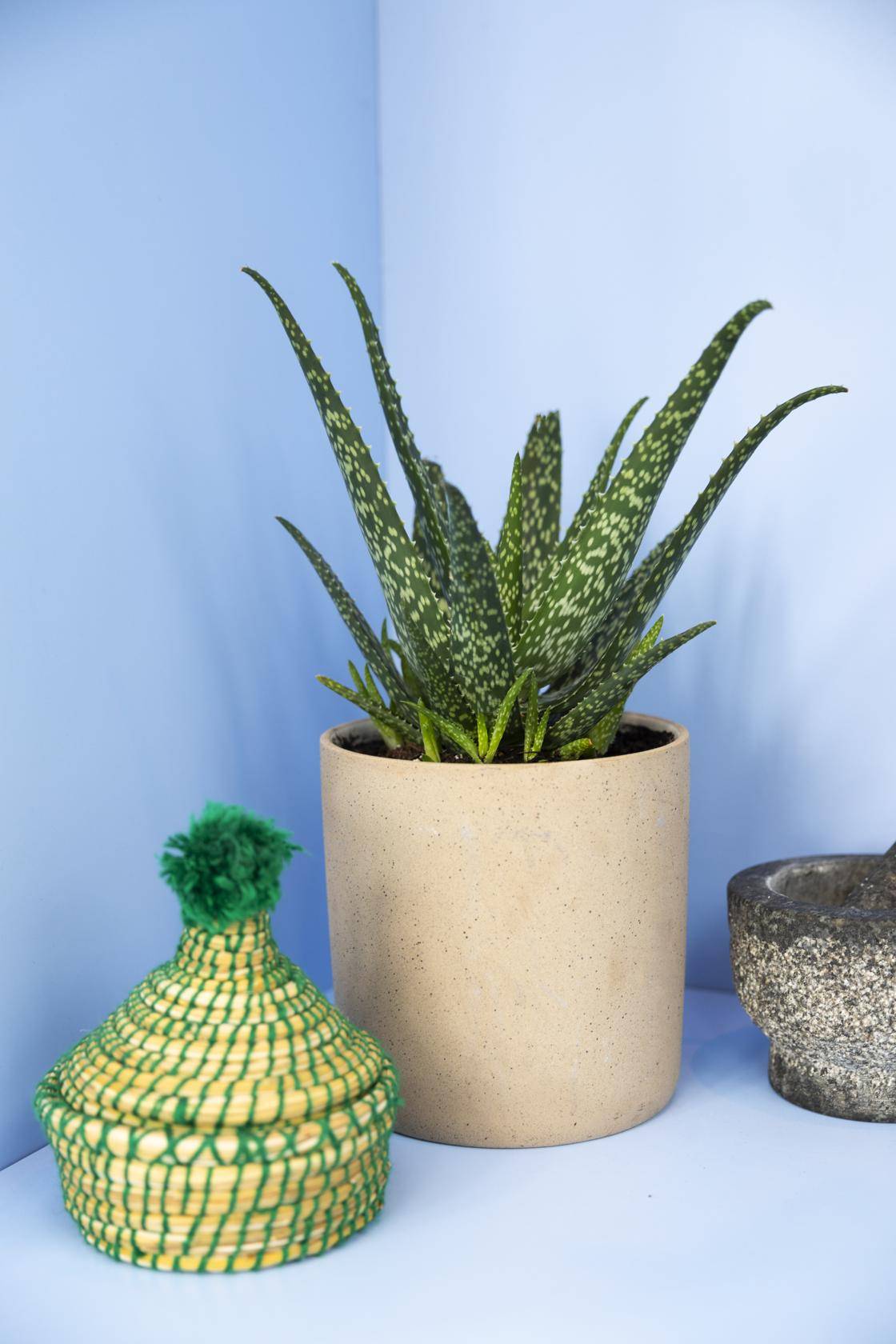 Aloe vera_thumbnail