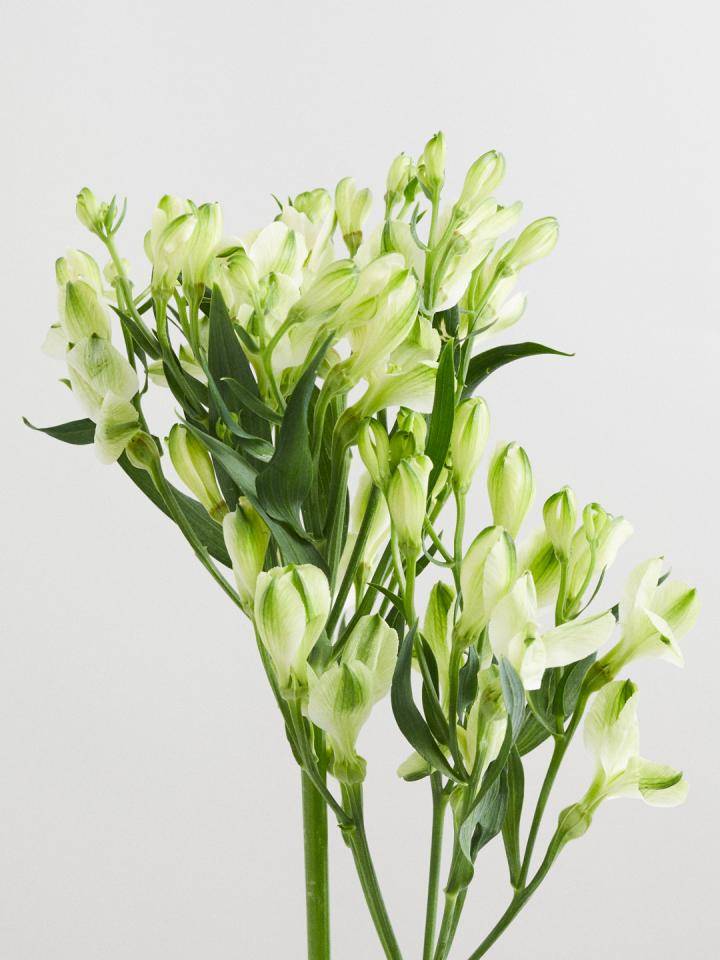 Alstroemeria