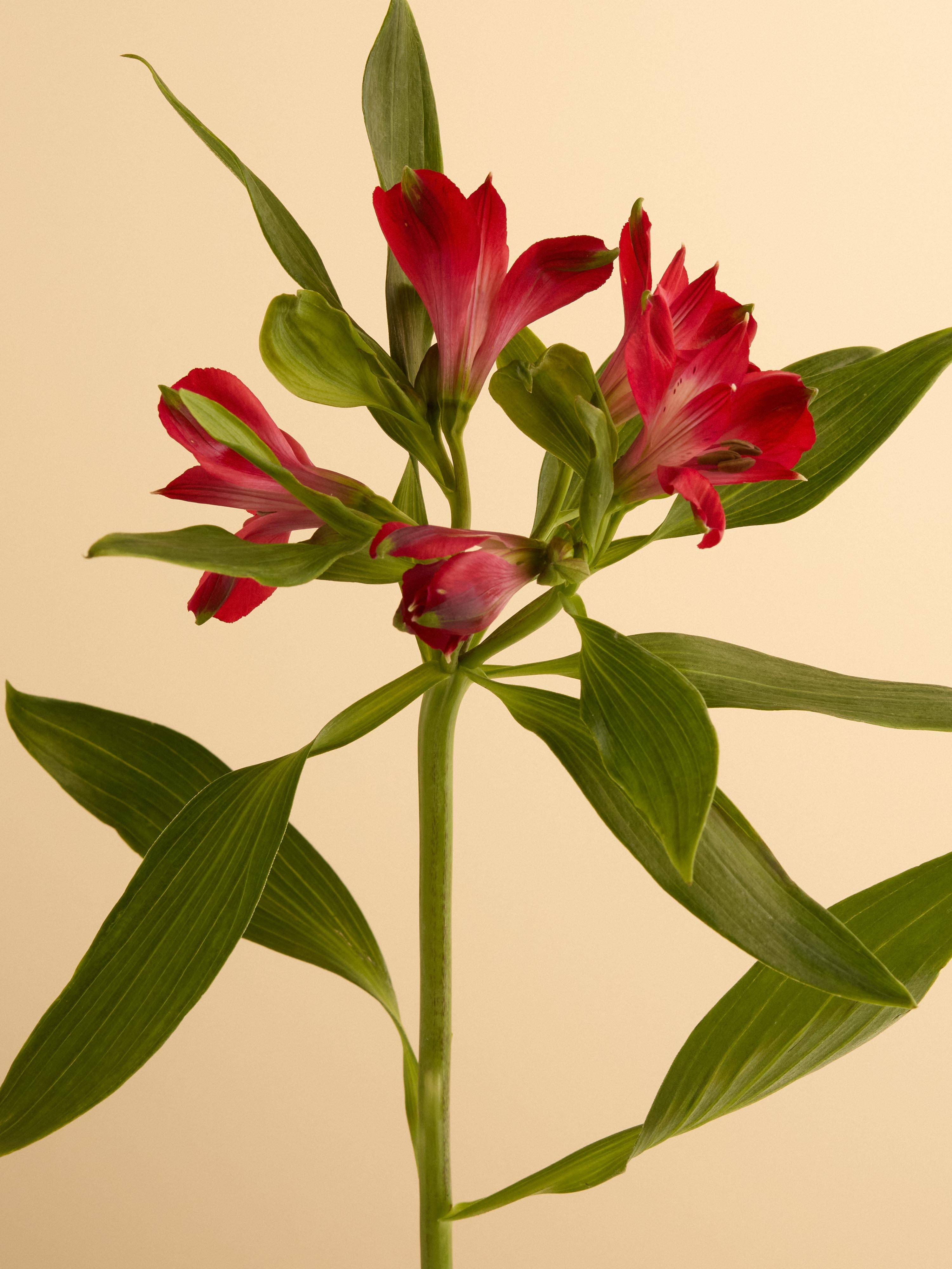 Alstroemeria