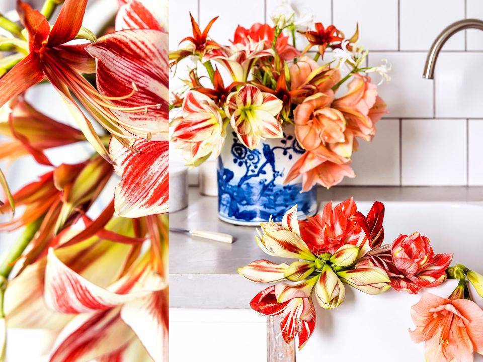 Amaryllis