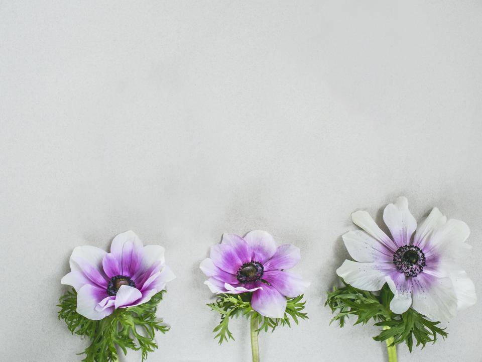 Anemone