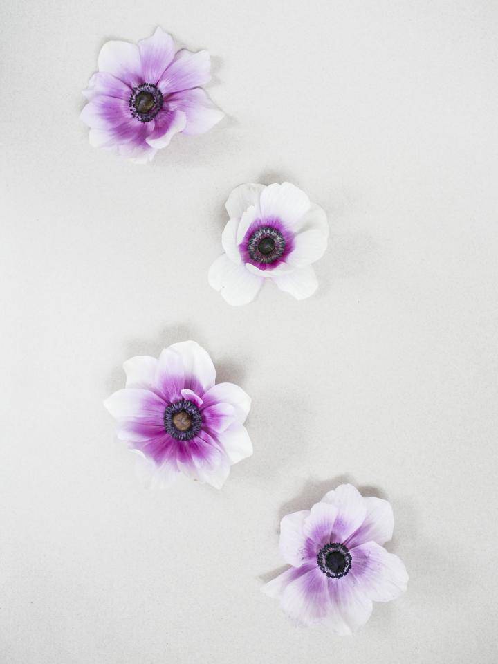 Anemone