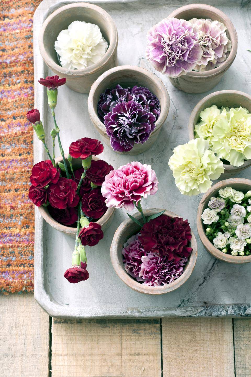 Kleine potten met diverse kleuren anjers op een marmeren tray, houten achtergrond.