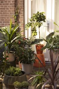 Cordyline