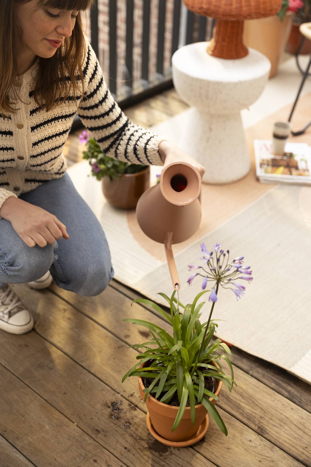 Agapanthus op balkon in een pot