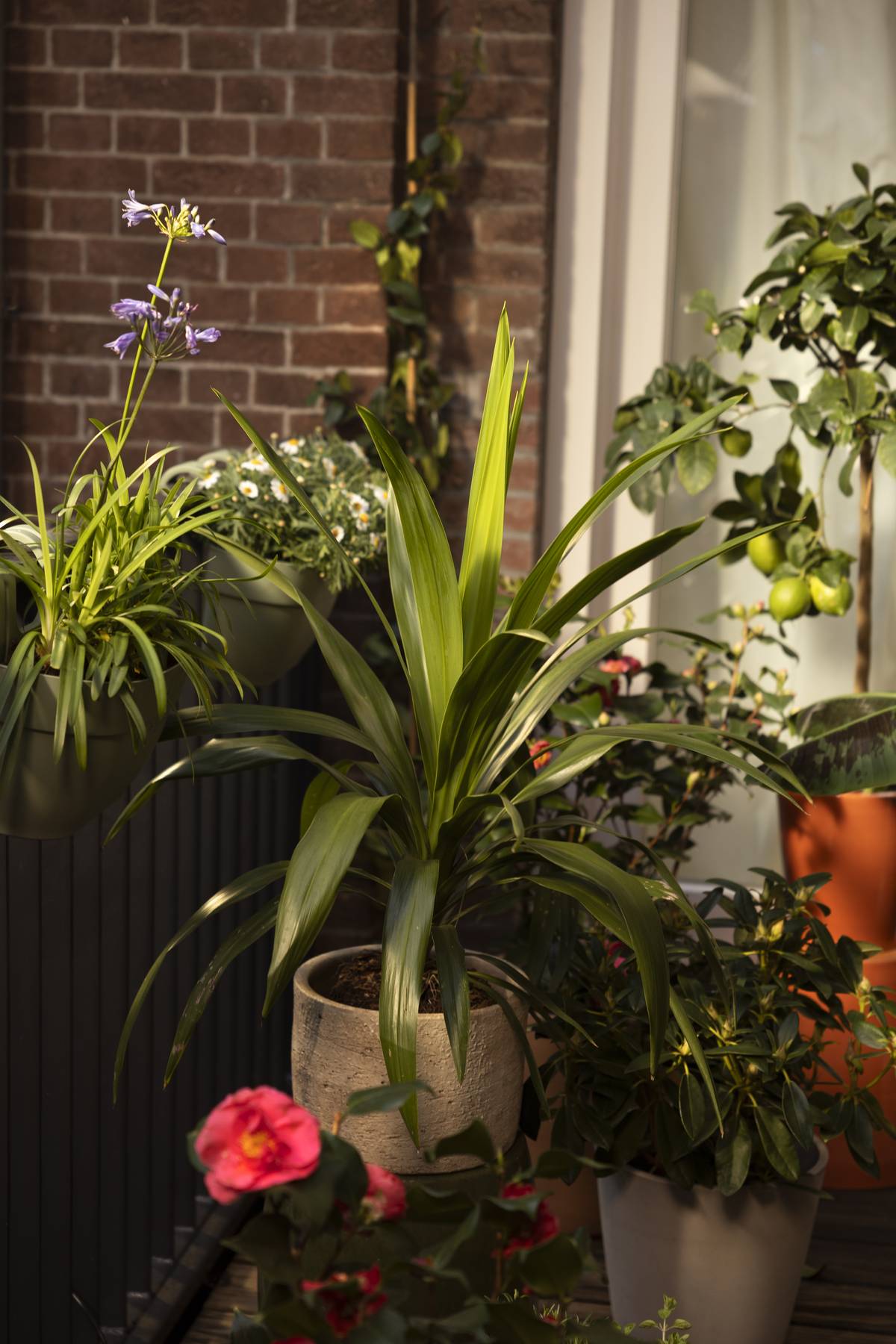 Cordyline