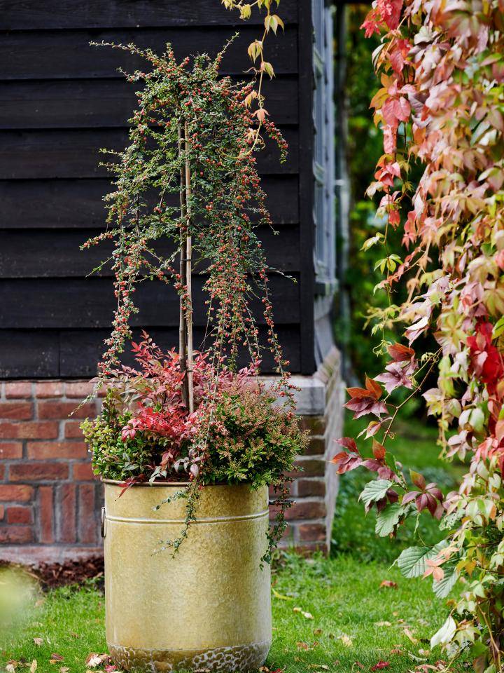 BBH-outdoor_Companion planting 3_MED