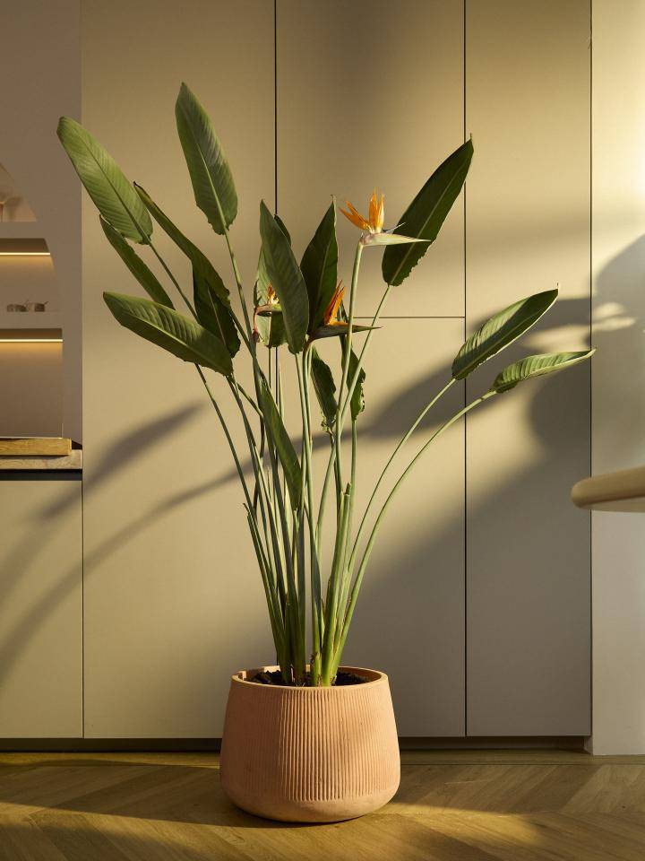 Strelitzia