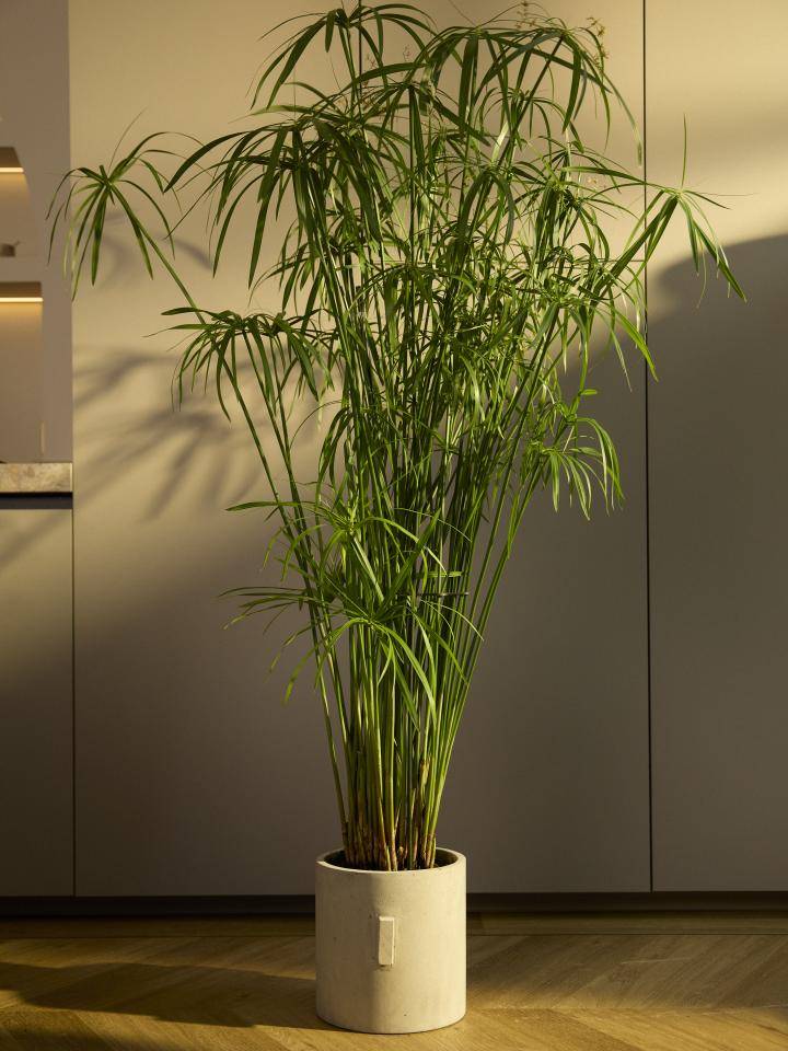 Parapluplant