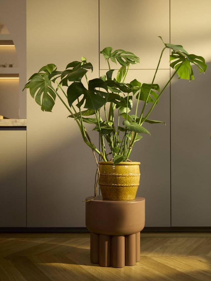 Monstera