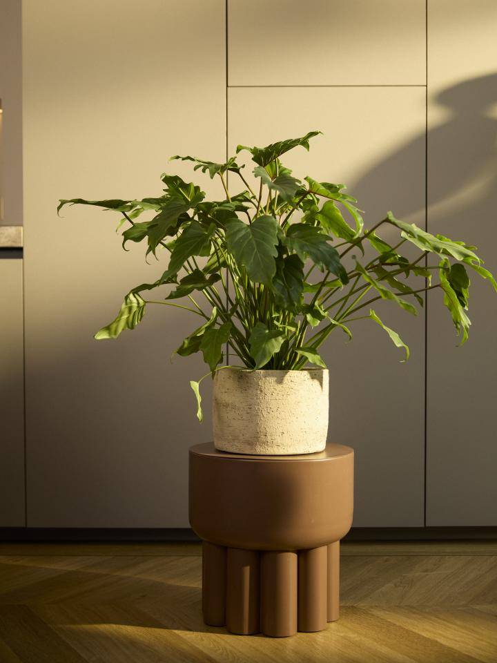 Philodendron