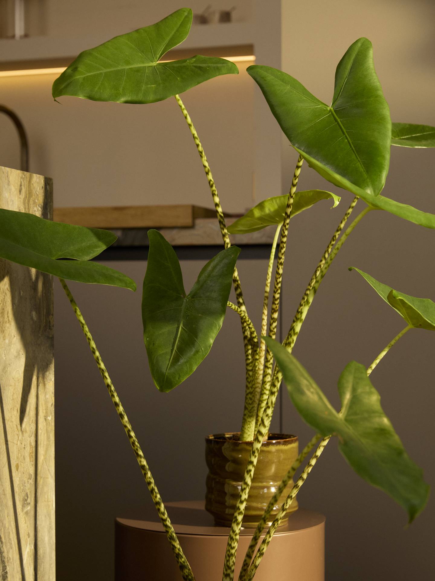 Alocasia