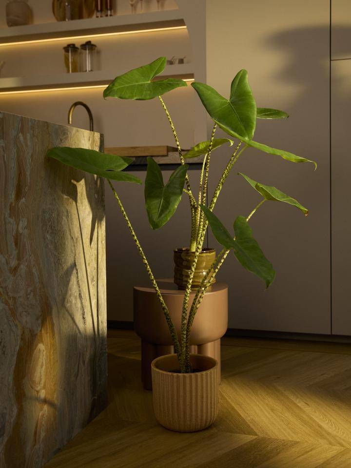 Alocasia Zebrina