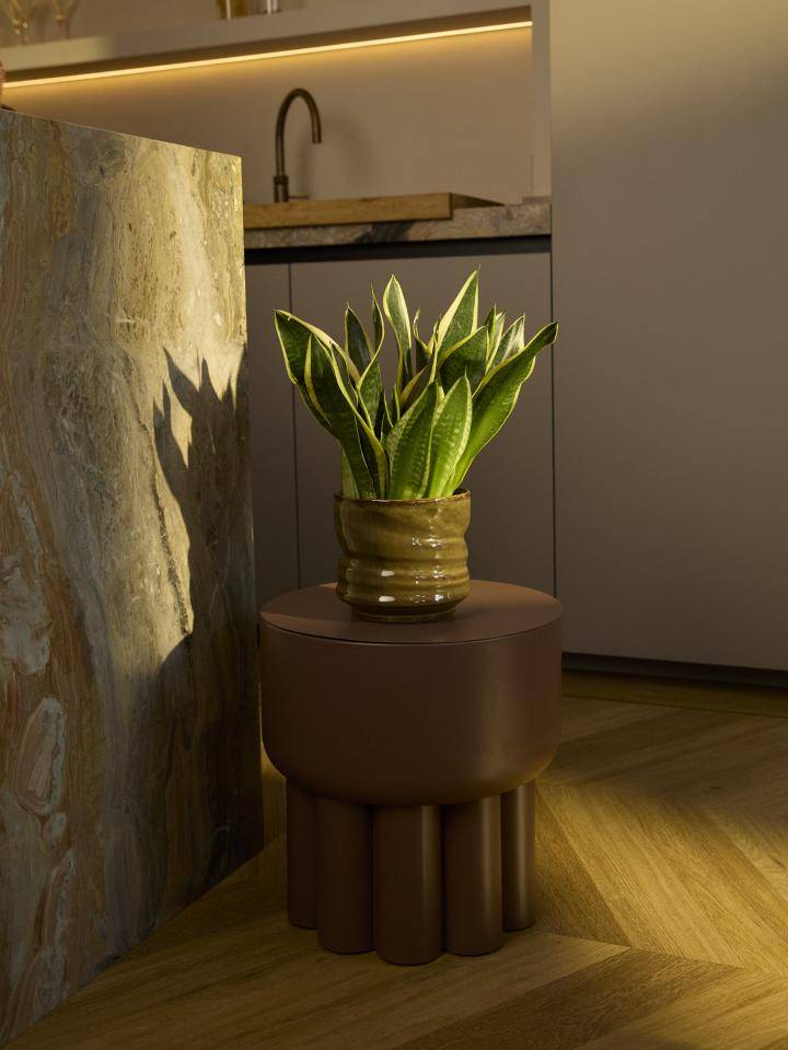 Sansevieria