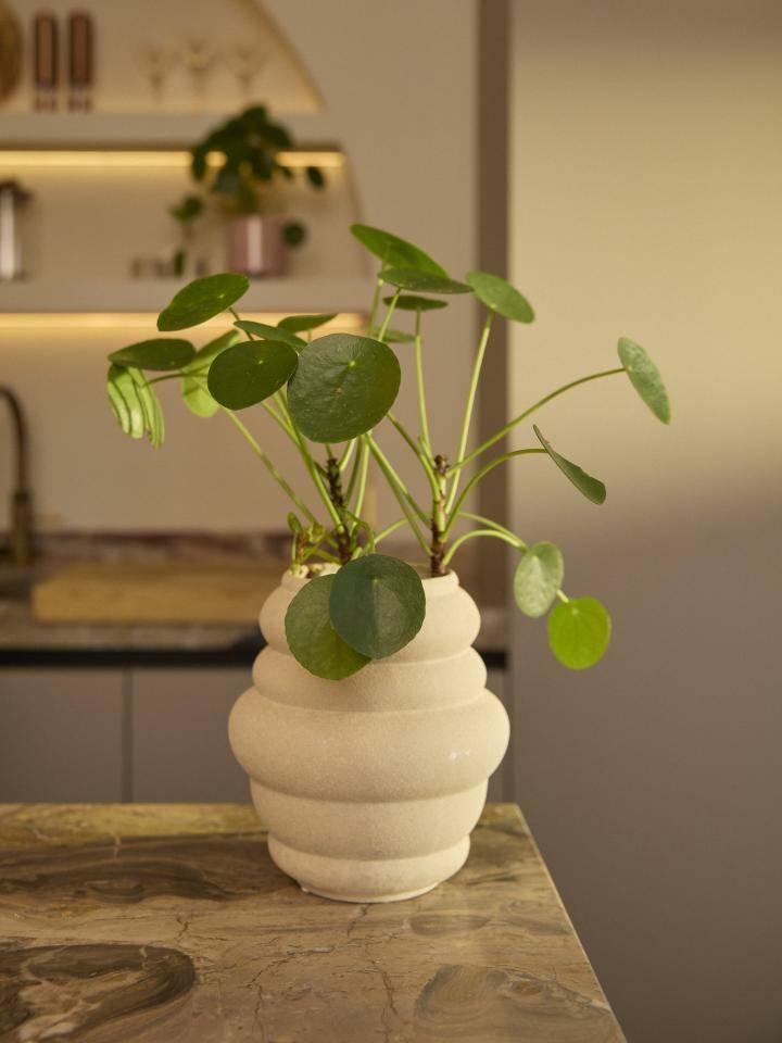 Pannenkoekplant
