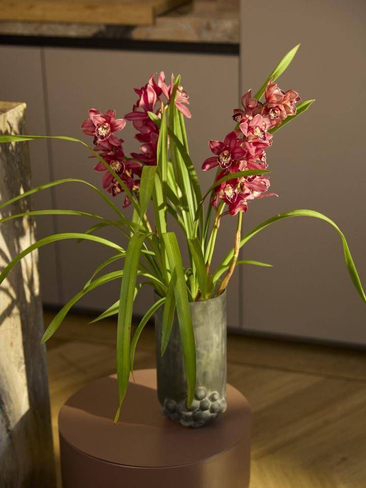 Orchidee