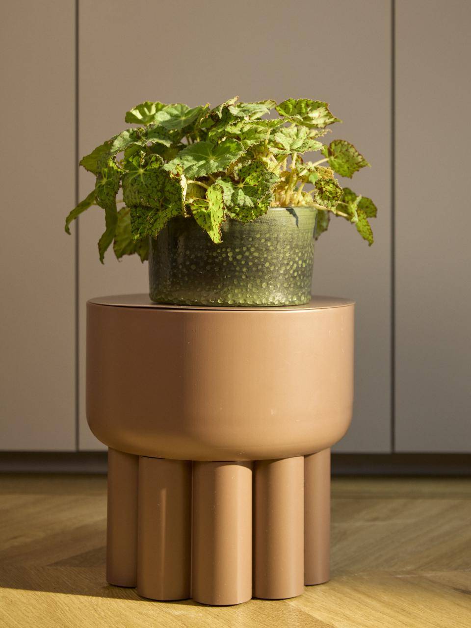 Bladbegonia