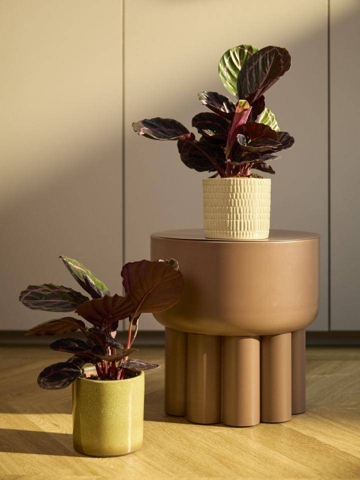 Calathea