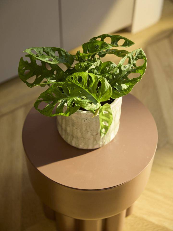 Kamerplant