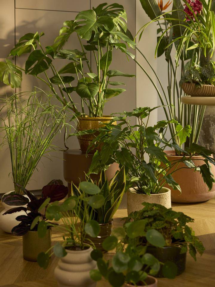 Planten
