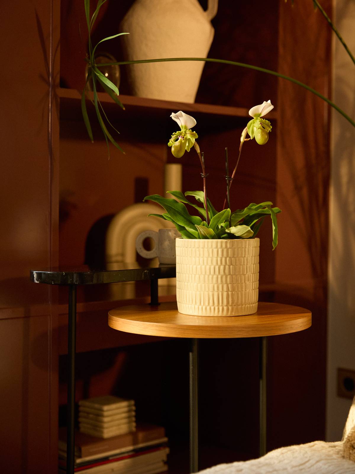 Orchidee