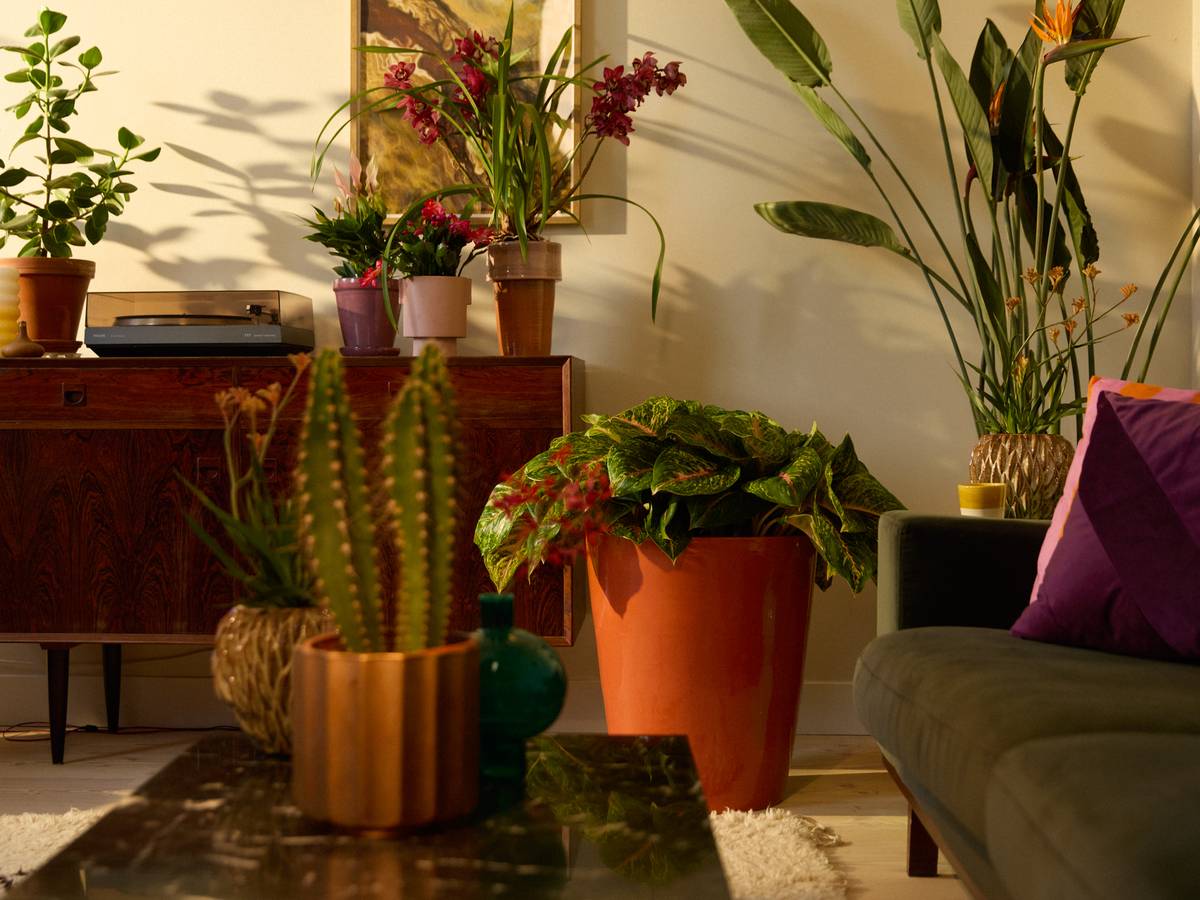 Algemene verzorgingstips voor jouw planten
