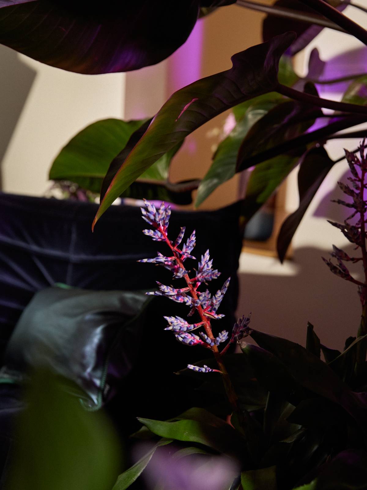 Paarse bromelia