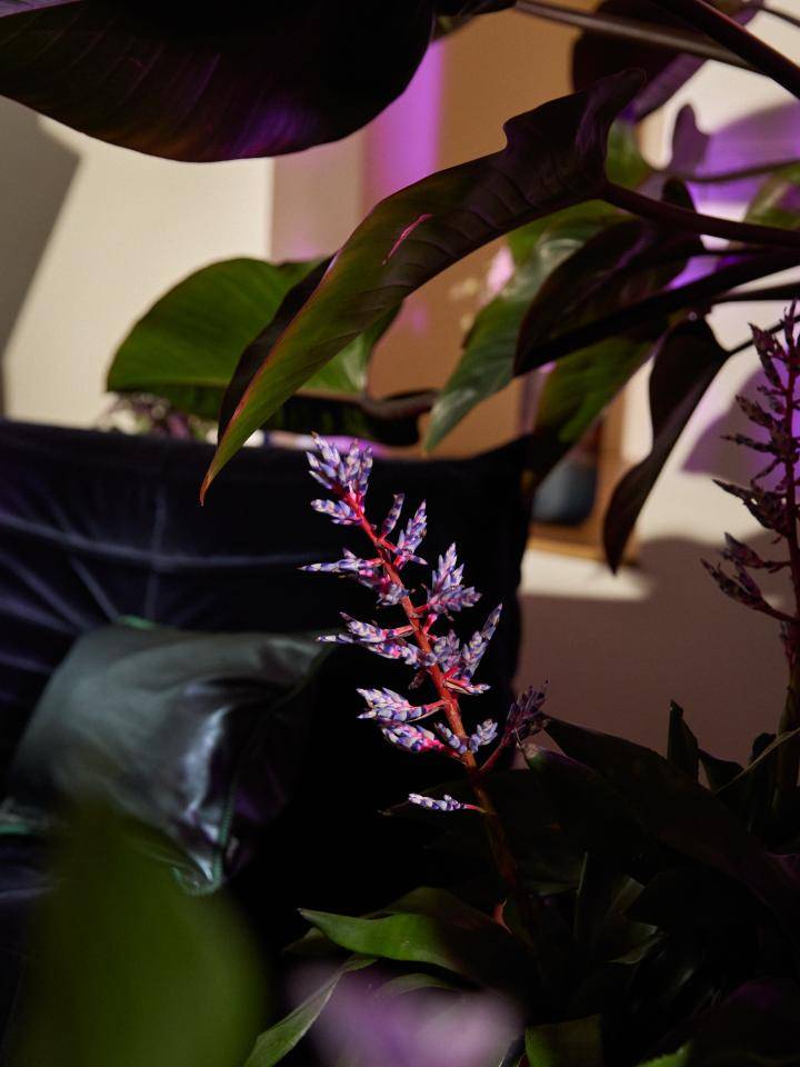 kamerplant