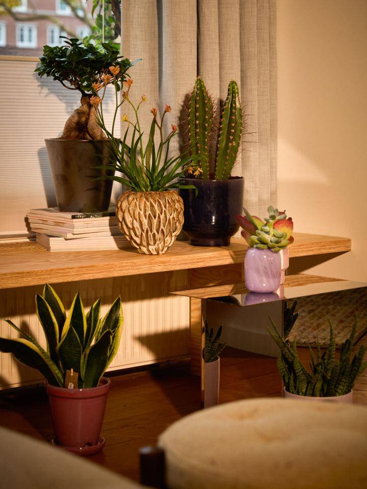 Kamerplanten