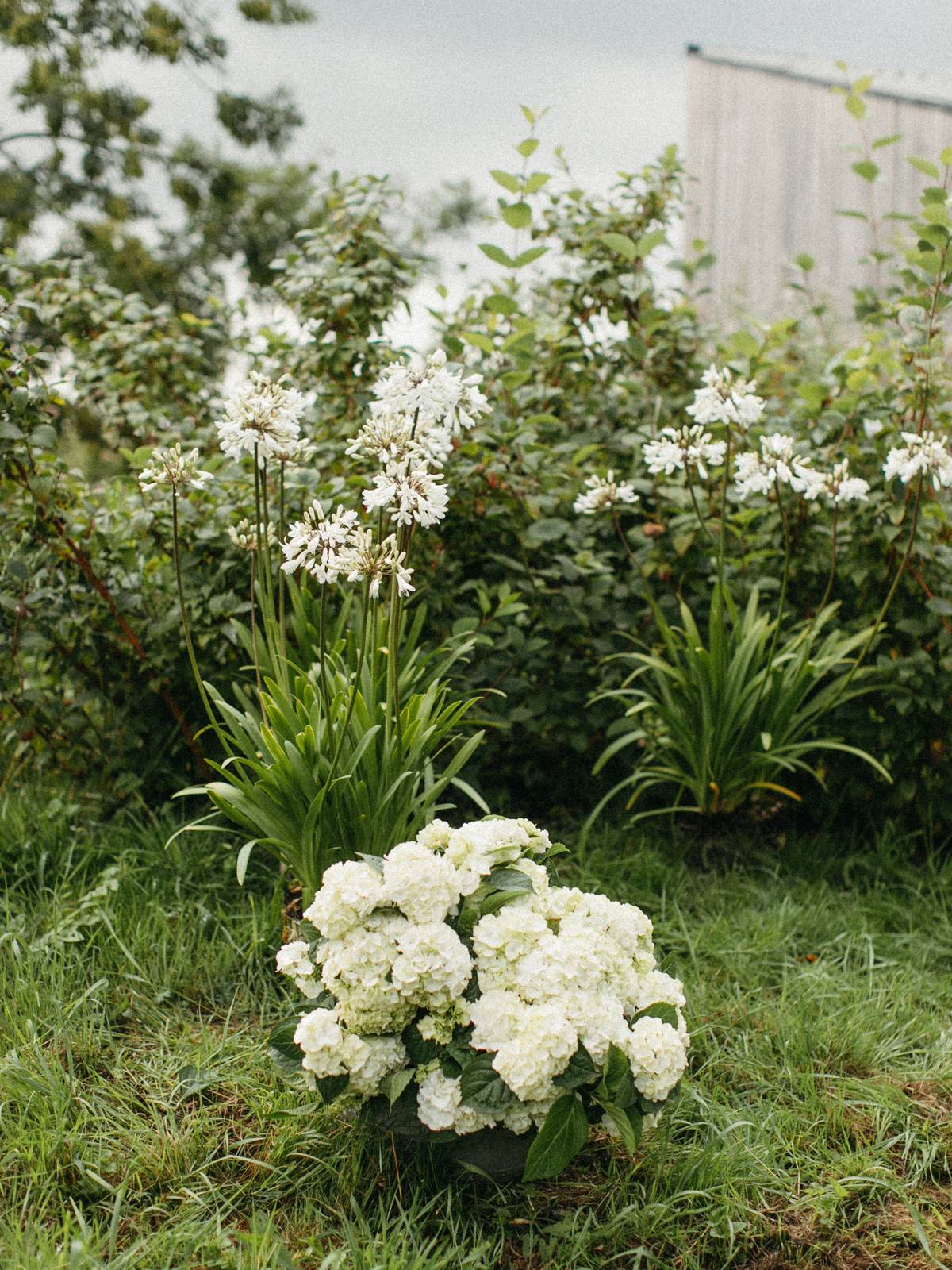 Hortensia