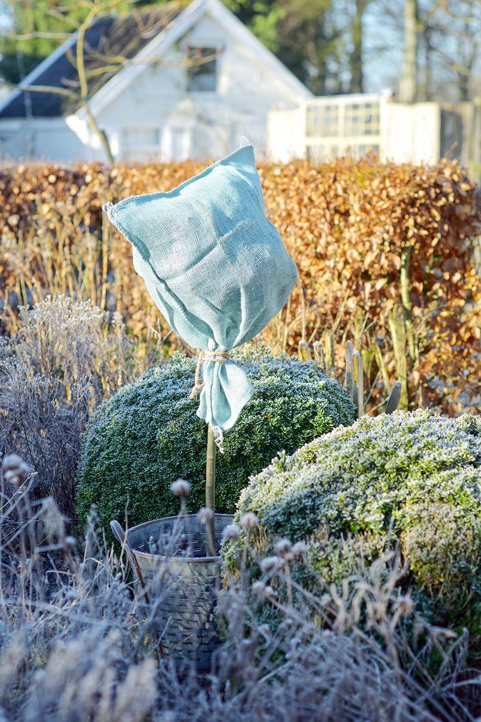 Plant bescherming tegen vorst