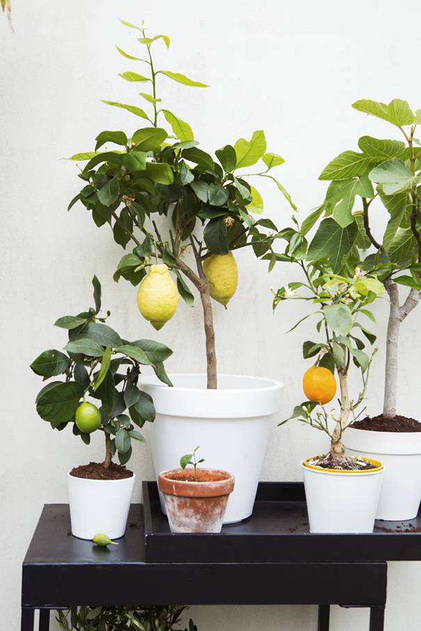 Citrus
