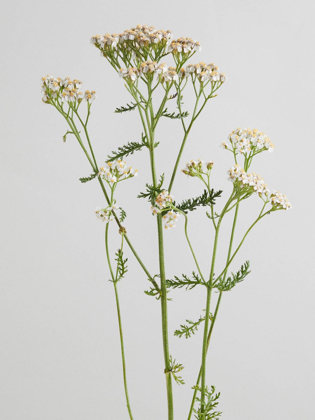 Duizendblad close up