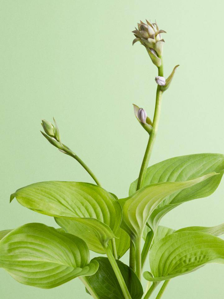 BBH_Online_Hosta_flower agenda V20387