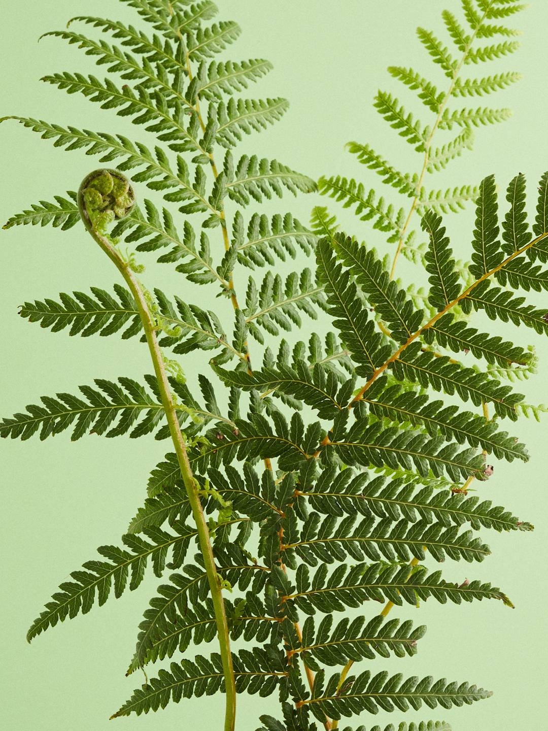 Groene varenbladeren tegen een lichtgroene achtergrond met zichtbare blaadjes en een gekrulde top.
