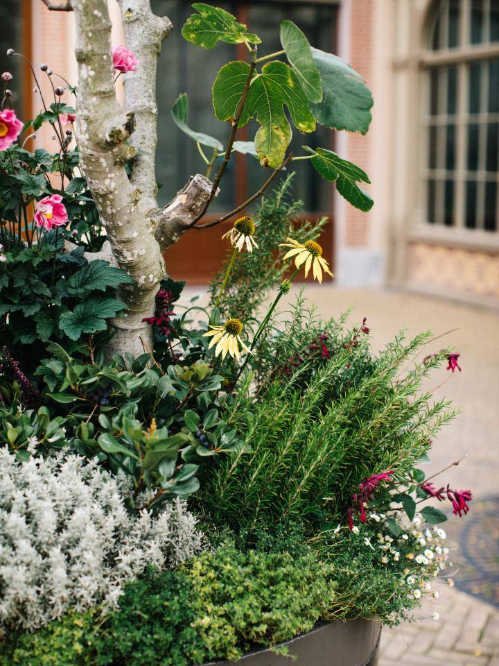 BBH Street plants-34