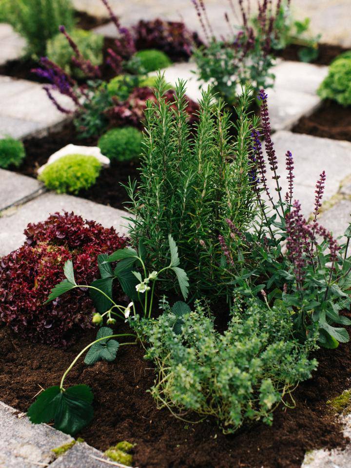 BBH Street plants-4