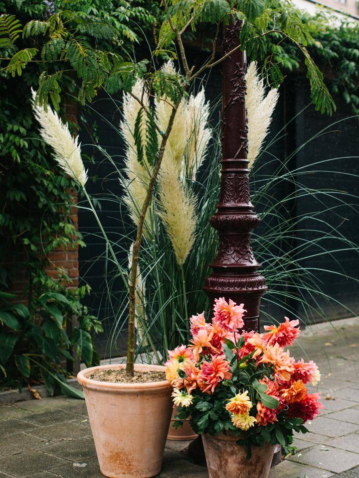 BBH Street plants-55