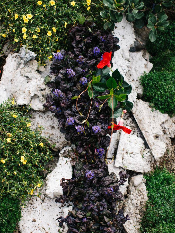 BBH Street plants-6