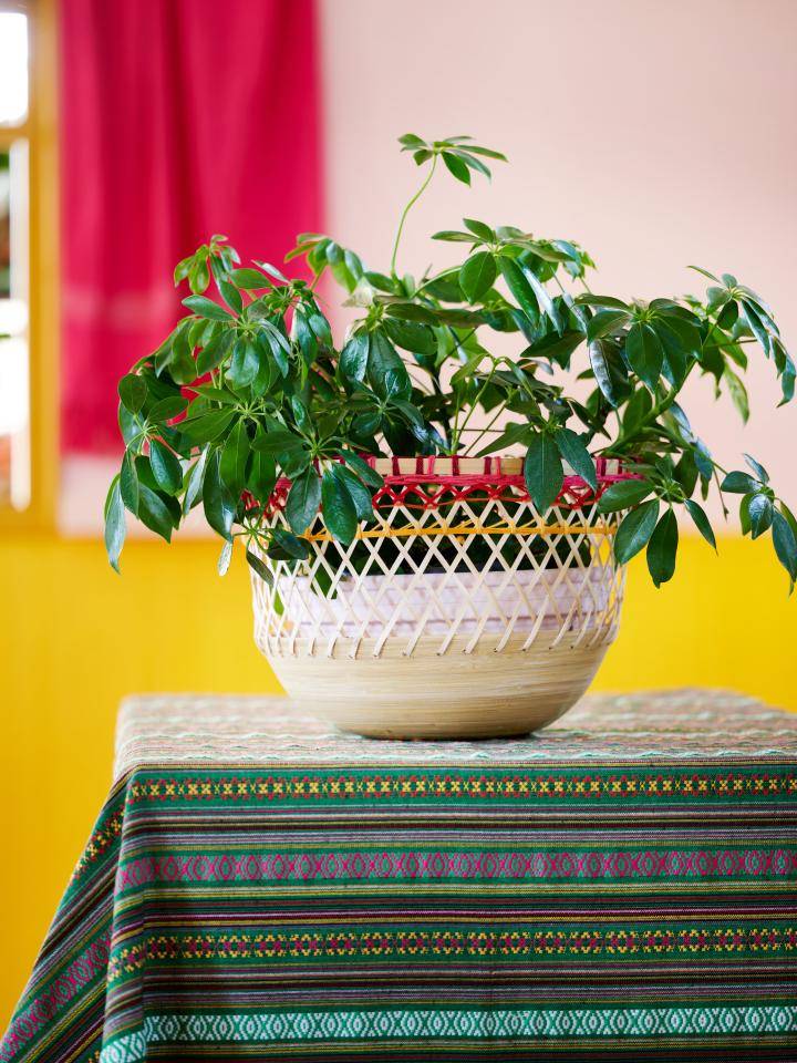 BBH_Trends_24_VV_kernwaarde_passie_decoratief