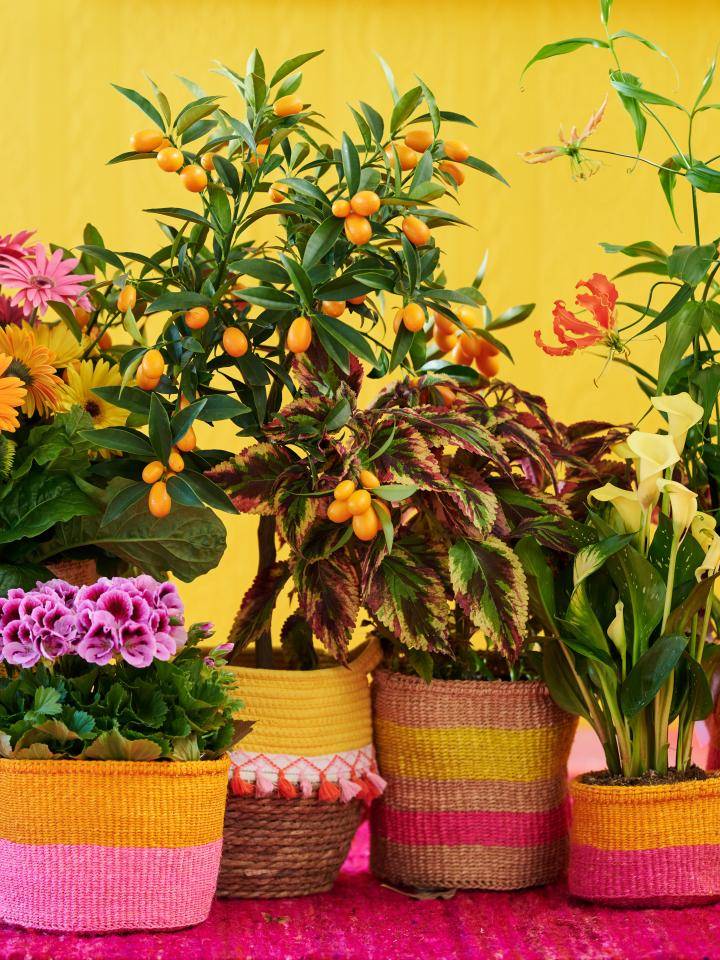 BBH_Trends_24_VV_planten-teun 2 (1)