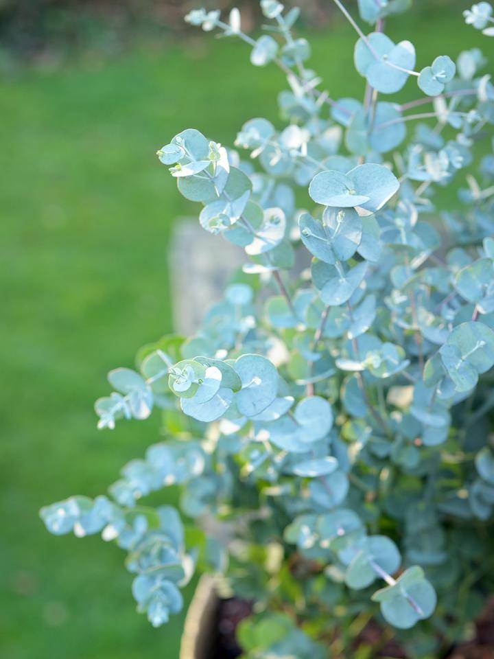 Eucalyptus