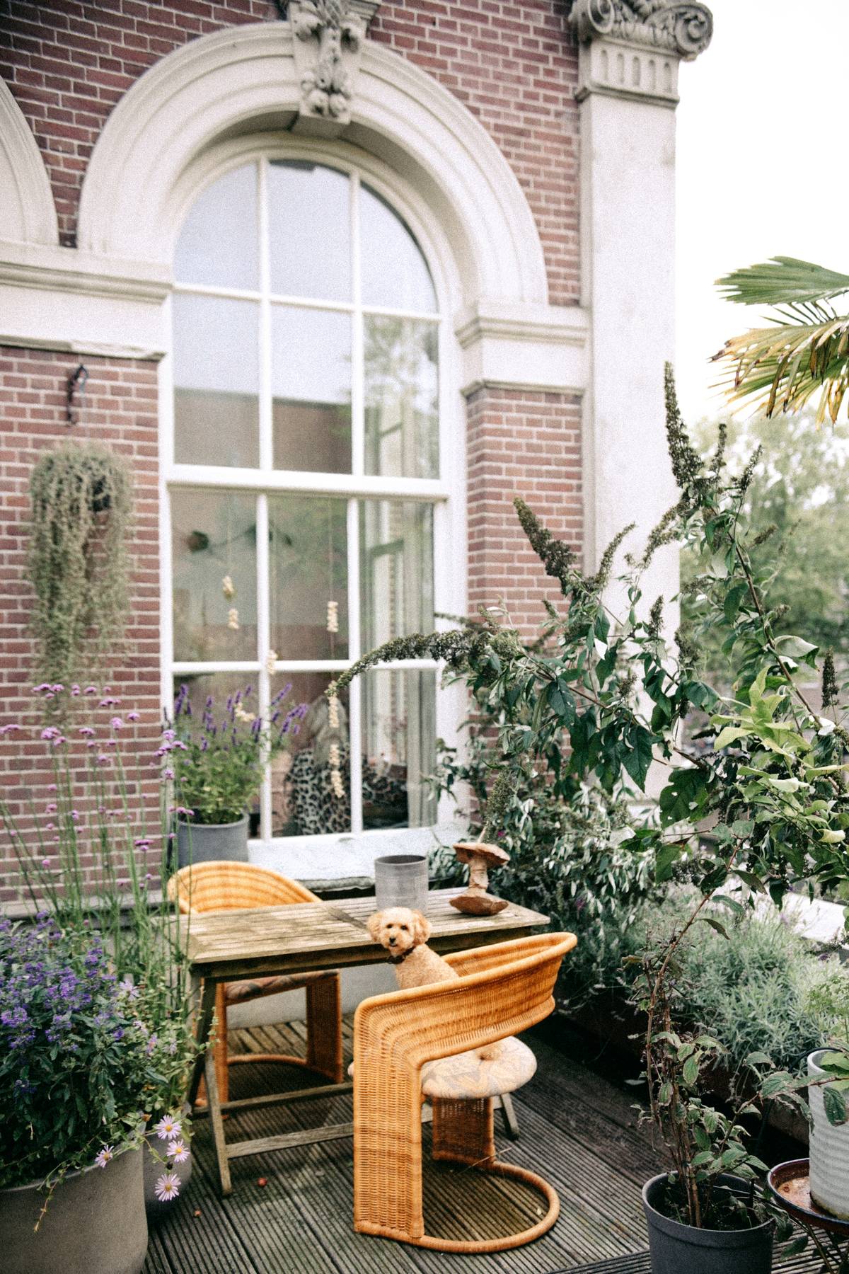 Paarse muurbloem