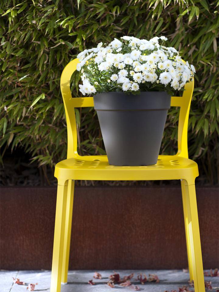 Bolchrysant
