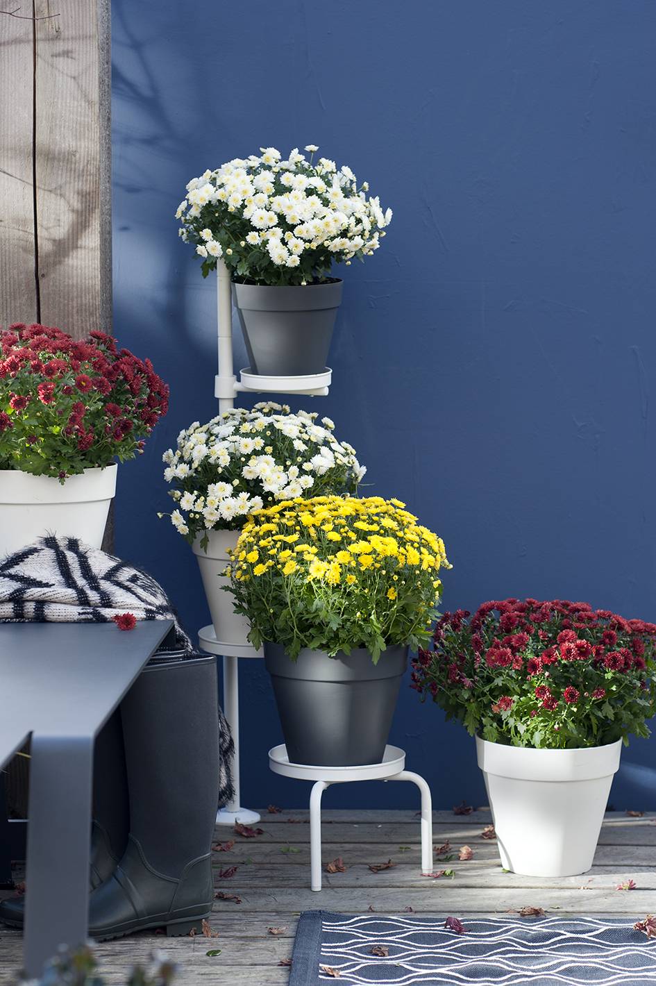 Potchrysant