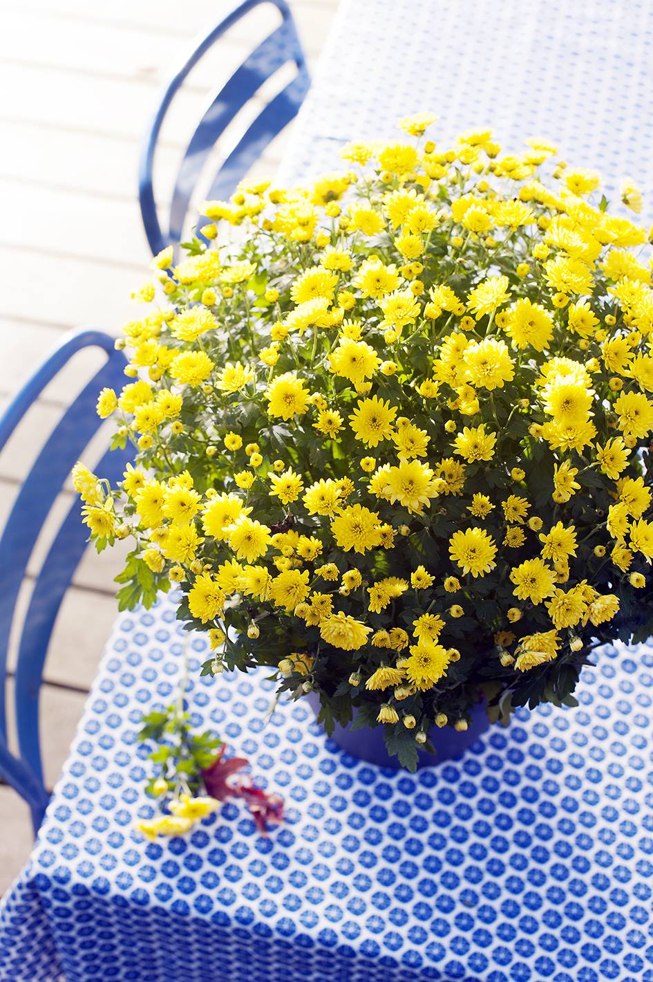 Potchrysant