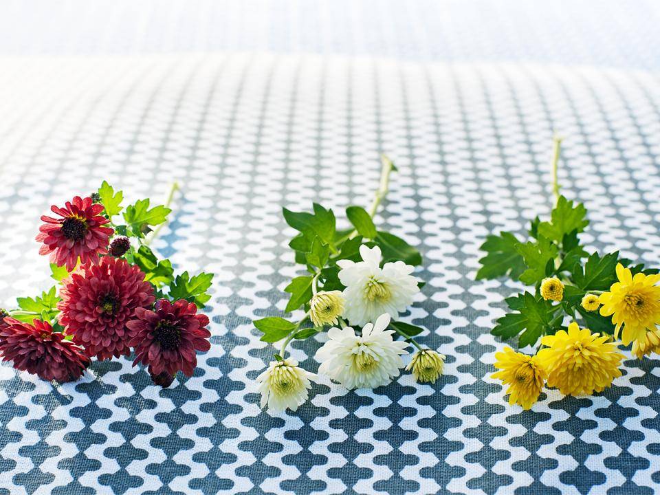 Rode, witte en gele chrysant