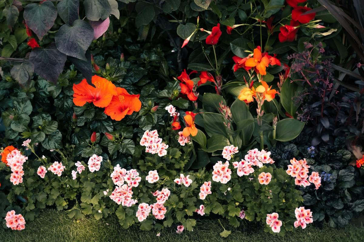 Geranium in de border van de tuin als tuinplant
