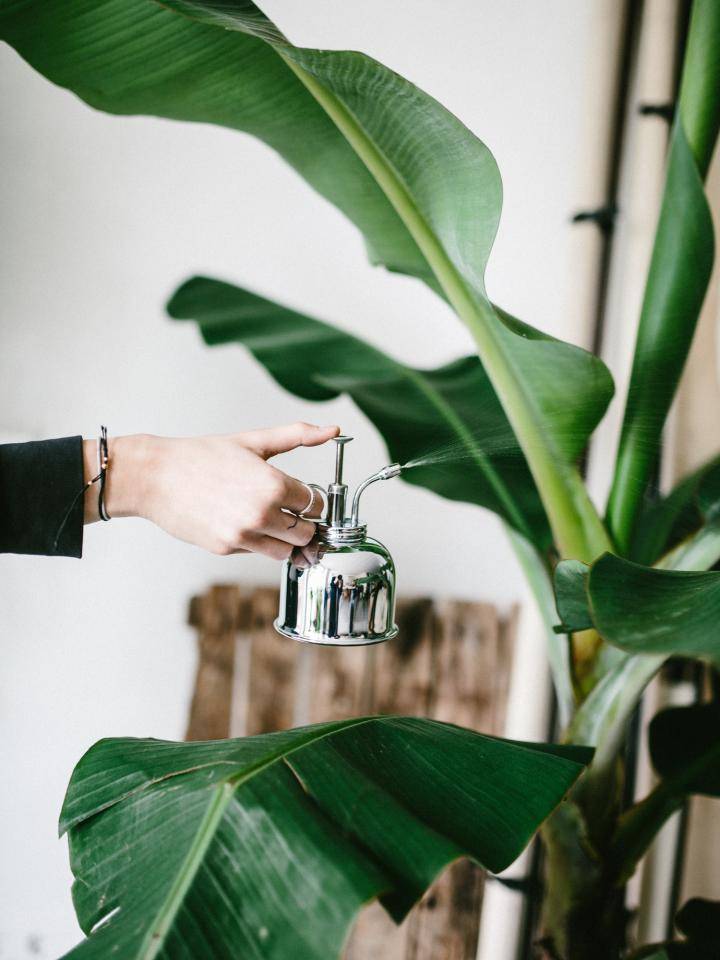 Hand met kleine metalen gieter met pompmechanisme bij bladeren van een grote groene plant.